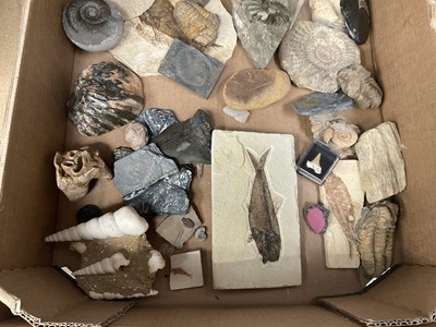 Lot 671 - Various fossils including fish, mammoth molar, vertebrae, ammonites, partial megalodon tooth and others