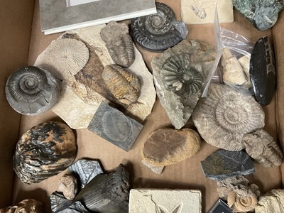 Lot 671 - Various fossils including fish, mammoth molar, vertebrae, ammonites, partial megalodon tooth and others