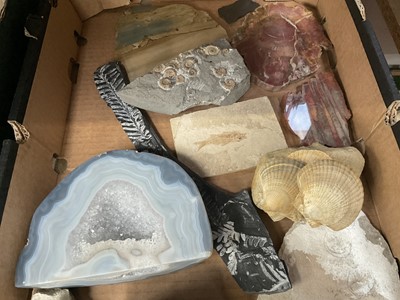 Lot 671 - Various fossils including fish, mammoth molar, vertebrae, ammonites, partial megalodon tooth and others
