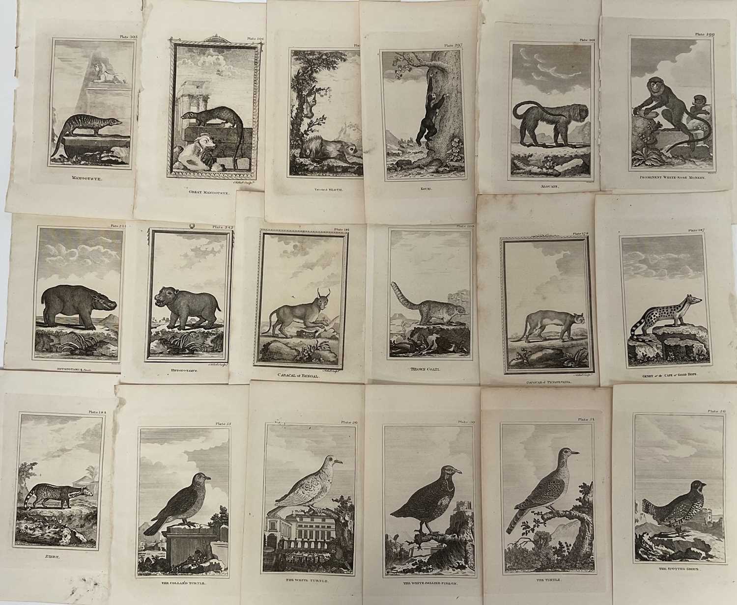Lot 28 - De Buffon Natural History 1812, thirty plates,21.5cm x 13.5cm, unframed