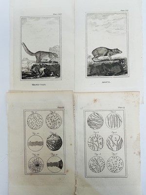 Lot 28 - De Buffon Natural History 1812, thirty plates,21.5cm x 13.5cm, unframed
