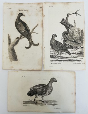 Lot 28 - De Buffon Natural History 1812, thirty plates,21.5cm x 13.5cm, unframed