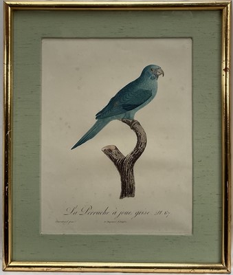 Lot 46 - Jacques Barraband (1768-1809) four engravings - La Perruche plates 62, 65, 67, 68, pub. Langlois, 33cm x 26cm, gilt frames