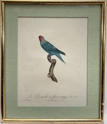 Lot 46 - Jacques Barraband (1768-1809) four engravings - La Perruche plates 62, 65, 67, 68, pub. Langlois, 33cm x 26cm, gilt frames