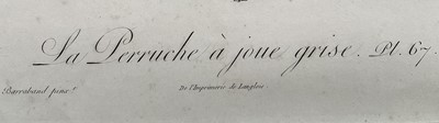 Lot 46 - Jacques Barraband (1768-1809) four engravings - La Perruche plates 62, 65, 67, 68, pub. Langlois, 33cm x 26cm, gilt frames