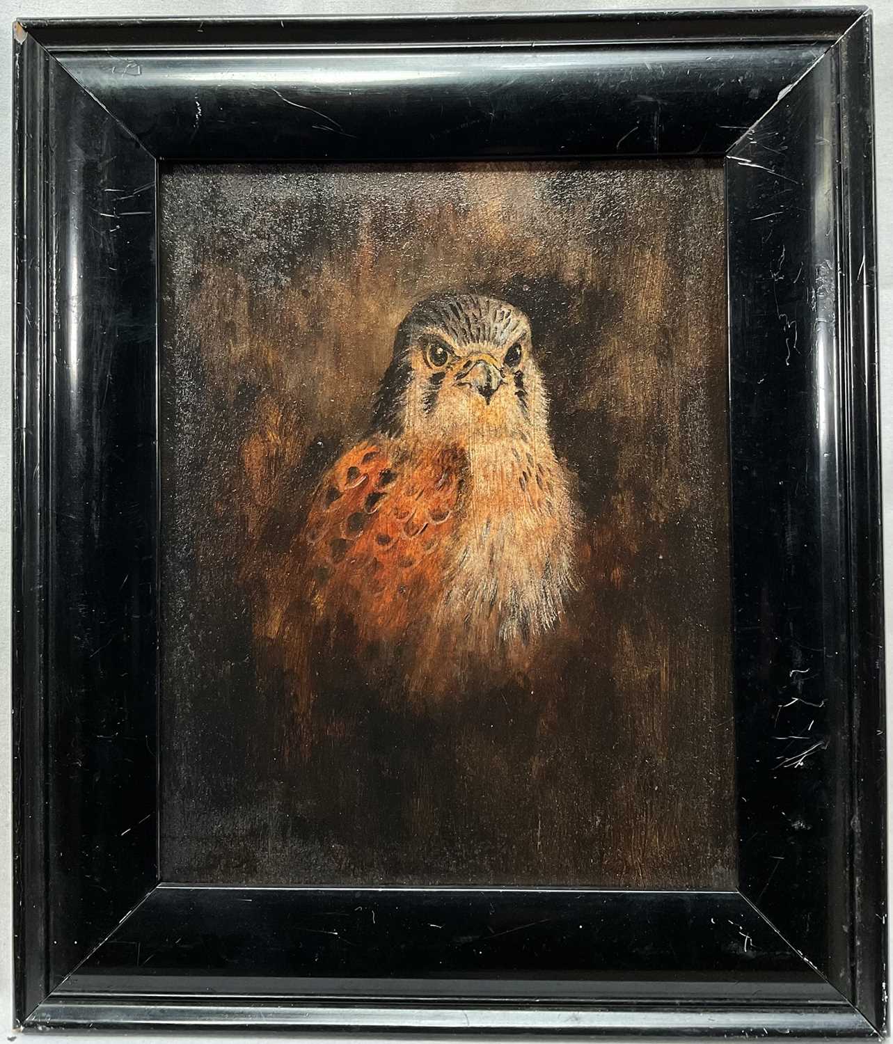 Lot 94 - English School, oil on board, A Kestrel, 24cm x 19cm, framed