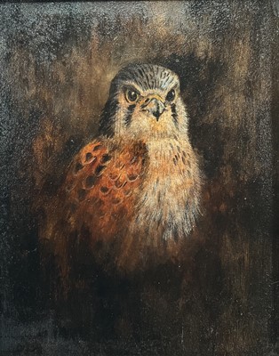 Lot 94 - English School, oil on board, A Kestrel, 24cm x 19cm, framed