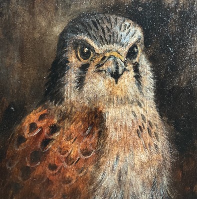 Lot 94 - English School, oil on board, A Kestrel, 24cm x 19cm, framed