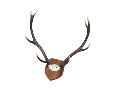 Lot 5058 - Pair of stag antlers mounted on a wooden shield, 57.5cm across