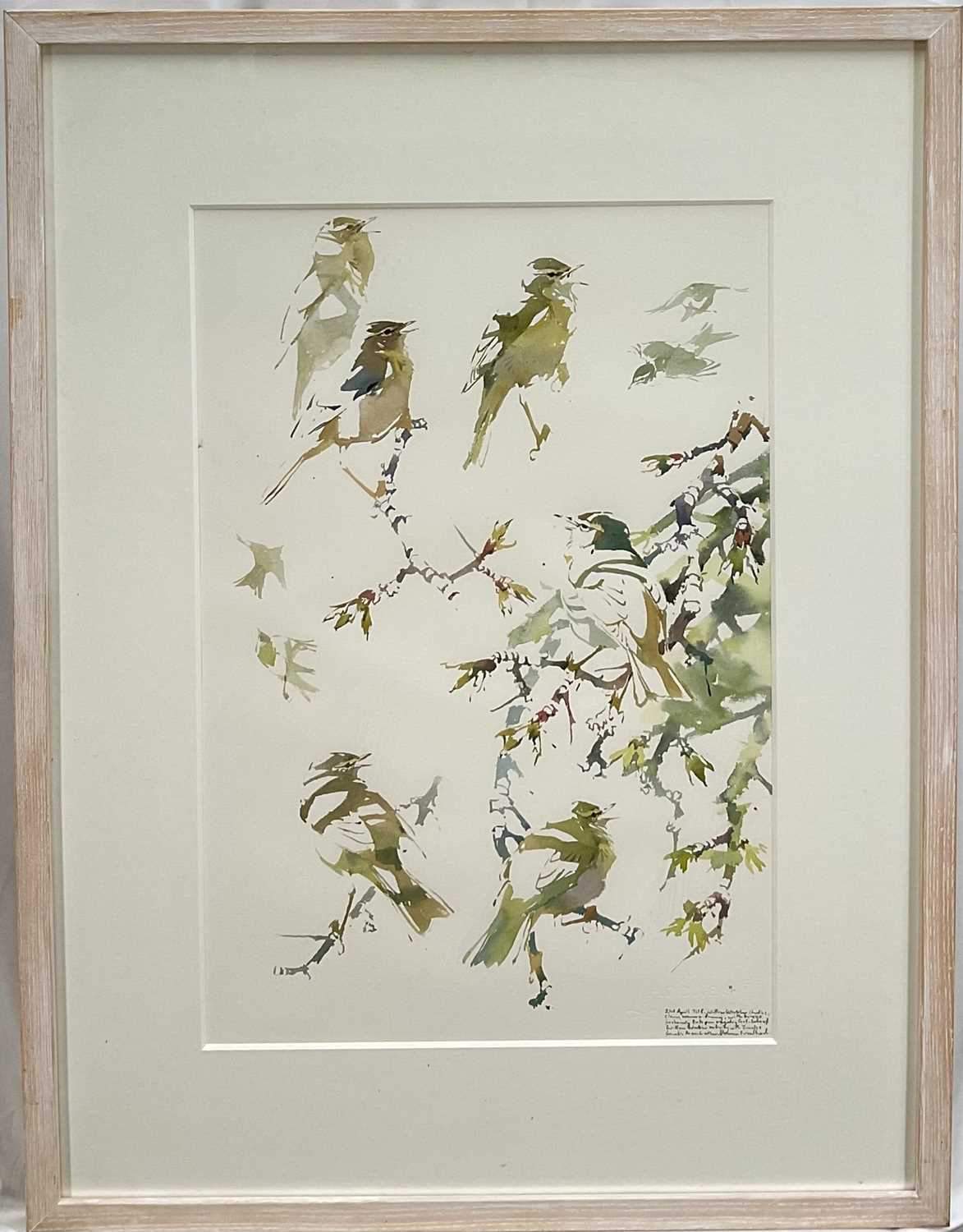 Lot 74 - Darren Woodhead (b. 1971) watercolour, Willow Warbler studies, signed and dated, 52cm x 35cm, glazed frame