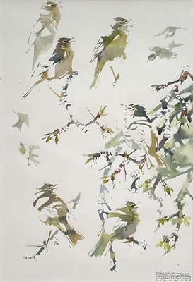 Lot 74 - Darren Woodhead (b. 1971) watercolour, Willow Warbler studies, signed and dated, 52cm x 35cm, glazed frame