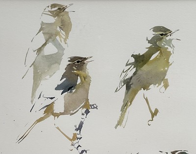 Lot 74 - Darren Woodhead (b. 1971) watercolour, Willow Warbler studies, signed and dated, 52cm x 35cm, glazed frame