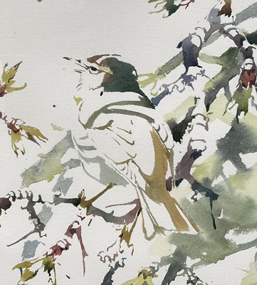 Lot 74 - Darren Woodhead (b. 1971) watercolour, Willow Warbler studies, signed and dated, 52cm x 35cm, glazed frame