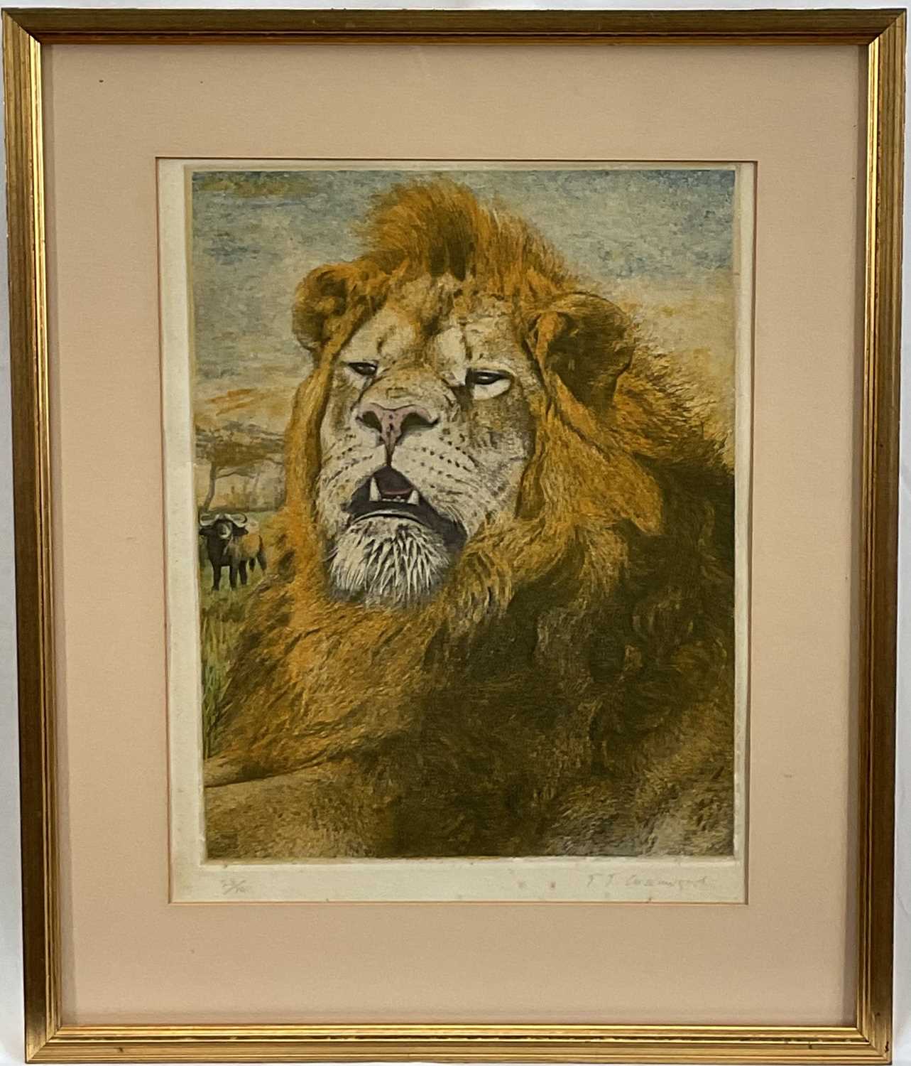 Lot 79 - Timothy J. Greenwood (b. 1947) limited edition coloured etching of a Lion, signed, 23/100, 31cm x 25cm, in glazed frame