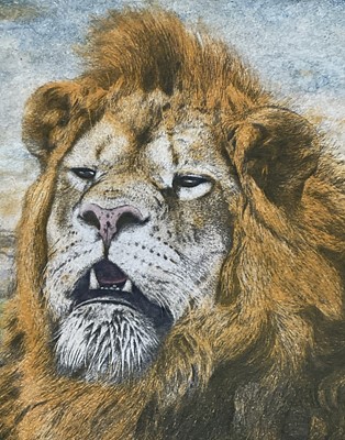 Lot 79 - Timothy J. Greenwood (b. 1947) limited edition coloured etching of a Lion, signed, 23/100, 31cm x 25cm, in glazed frame