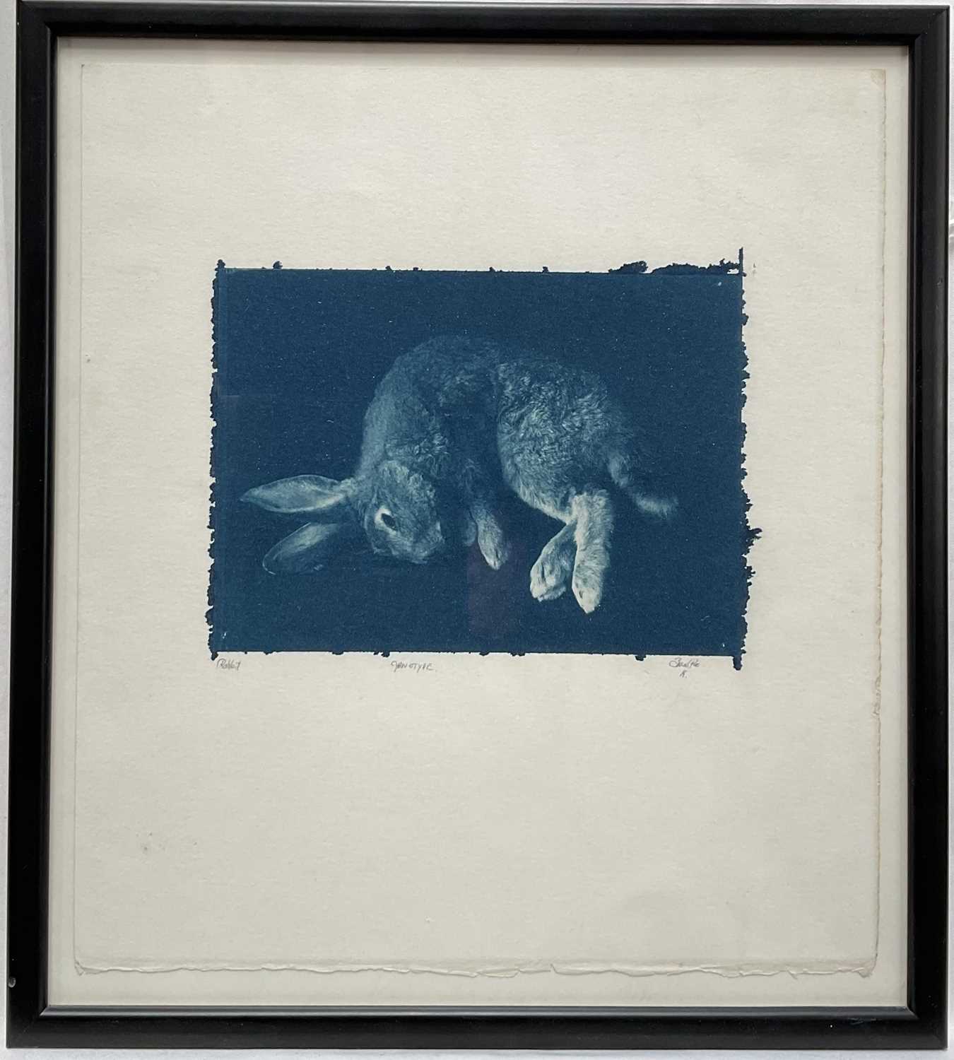 Lot 12 - Cyanotype print of a Rabbit, indistinctly signed, 12cm x 17cm, glazed frame