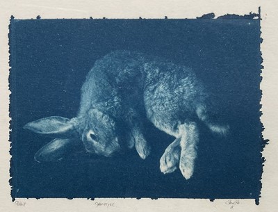 Lot 12 - Cyanotype print of a Rabbit, indistinctly signed, 12cm x 17cm, glazed frame