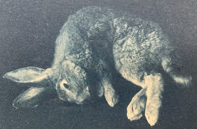 Lot 12 - Cyanotype print of a Rabbit, indistinctly signed, 12cm x 17cm, glazed frame