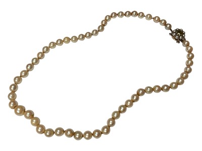 Lot 117 - Cultured pearl single string necklace with a 9ct gold seed pearl and peridot flower head cluster clasp, 41.5cm long