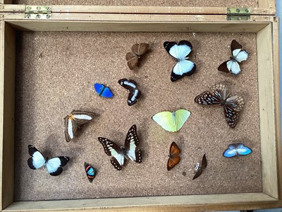 Lot 5015 - Wooden case of butterfly studies