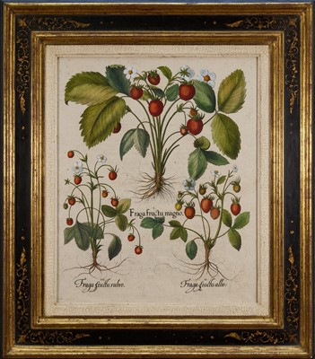 Lot After Basilius Besler (1561-1629), hand coloured engraving - Three Varieties of Strawberry, from the florilegium Hortus Eystettensis, 49.5cm x 40.5cm, in good decorative gilt and ebonised frame,...