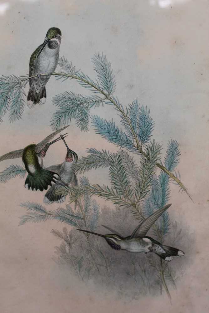 Lot 23 - J. Gould and H. Richter two hand coloured lithographs from the 'Monograph Of The Trochiliade, Or Family of Hummingbirds' and 'Eutoxeres Condamini', published by Hullmandel & Walton, in glazed frame...