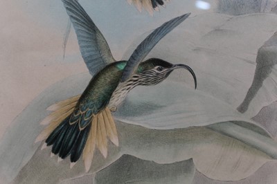 Lot 23 - J. Gould and H. Richter two hand coloured lithographs from the 'Monograph Of The Trochiliade, Or Family of Hummingbirds' and 'Eutoxeres Condamini', published by Hullmandel & Walton, in glazed frame...