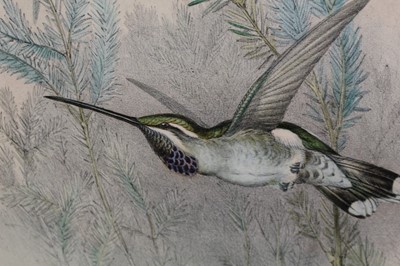 Lot 23 - J. Gould and H. Richter two hand coloured lithographs from the 'Monograph Of The Trochiliade, Or Family of Hummingbirds' and 'Eutoxeres Condamini', published by Hullmandel & Walton, in glazed frame...