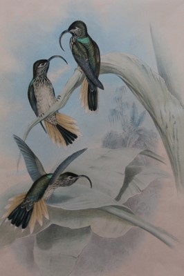 Lot 23 - J. Gould and H. Richter two hand coloured lithographs from the 'Monograph Of The Trochiliade, Or Family of Hummingbirds' and 'Eutoxeres Condamini', published by Hullmandel & Walton, in glazed frame...