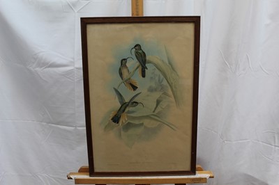 Lot 23 - J. Gould and H. Richter two hand coloured lithographs from the 'Monograph Of The Trochiliade, Or Family of Hummingbirds' and 'Eutoxeres Condamini', published by Hullmandel & Walton, in glazed frame...