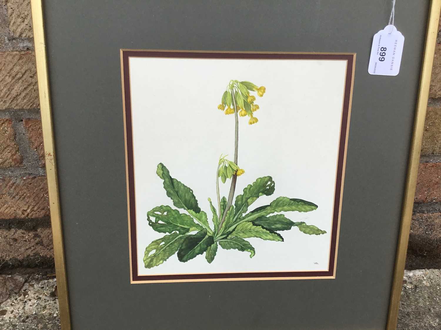 Lot 899 - Victoria Burroughs, 20th century, watercolour - Cowslips