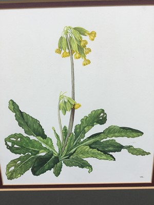 Lot 899 - Victoria Burroughs, 20th century, watercolour - Cowslips