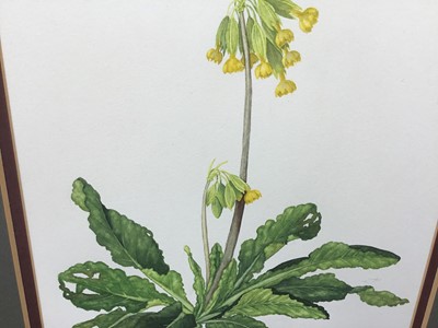 Lot 899 - Victoria Burroughs, 20th century, watercolour - Cowslips